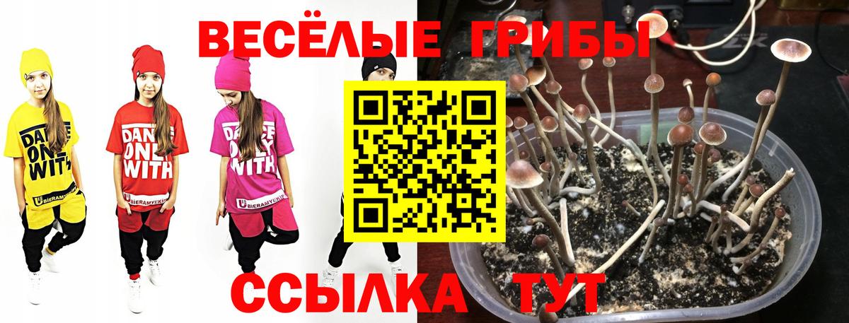 Псилоцибиновые грибы ЛСД Тосно